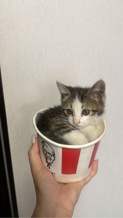 Отдам кошечку  в добрые руки
