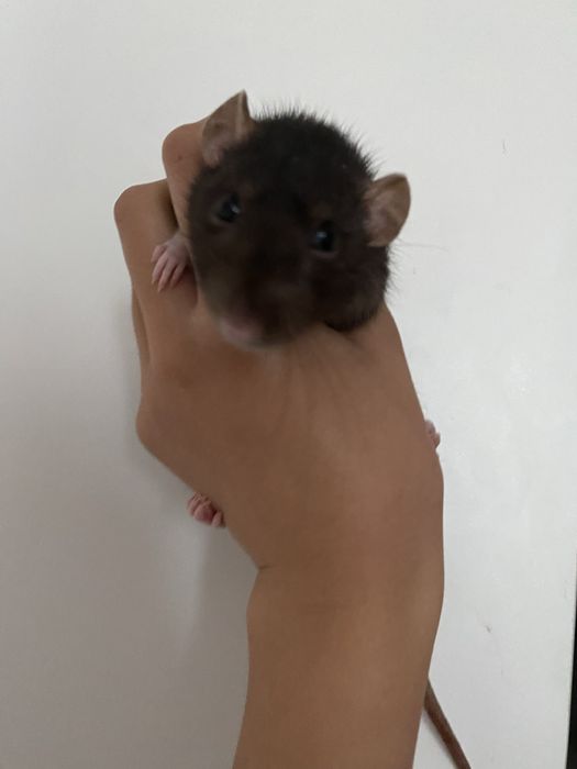 Крыса полностью ручная,отдается очень ласковая и добрая