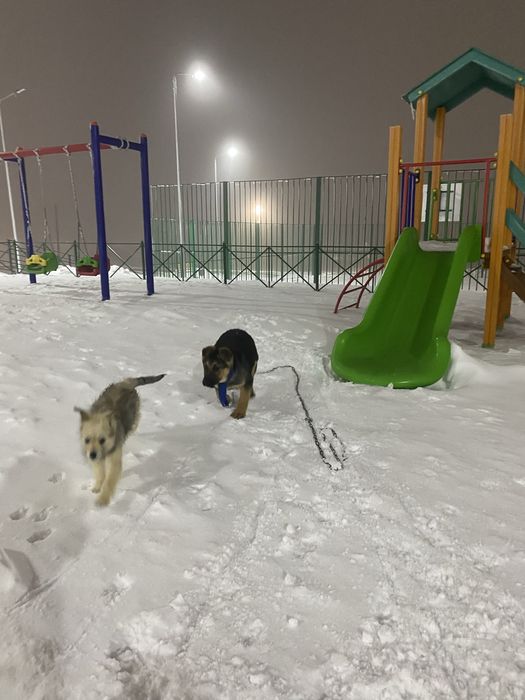 Продам немецкая овчарка