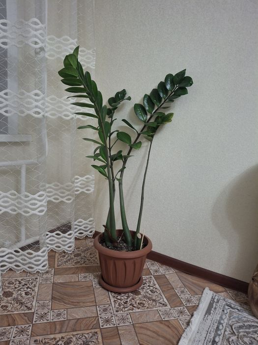 Долларовое дерево