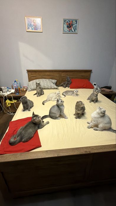 Британски / шотландски котки