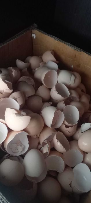 Скорлупа яичная.