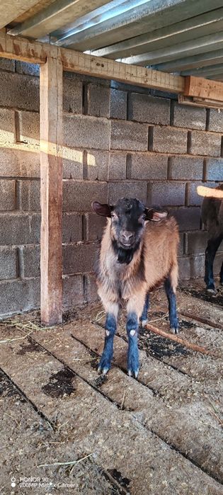 Ешкі, теке козёл сатылады