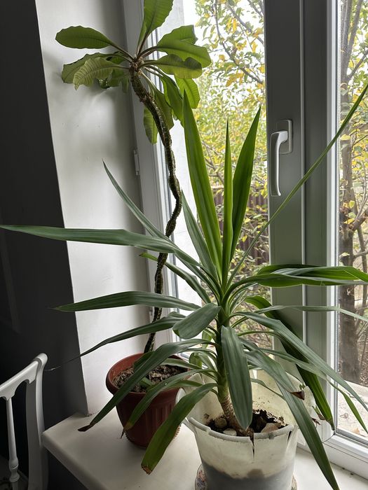 Продам комнатные цветы