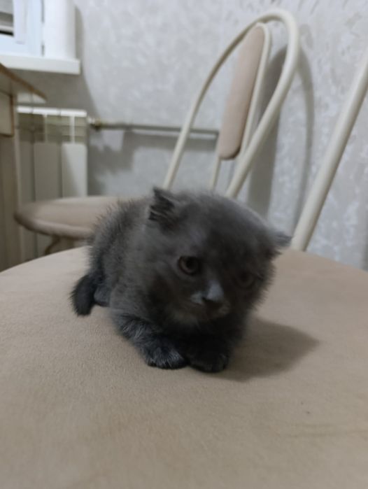 Продам котят Британцы