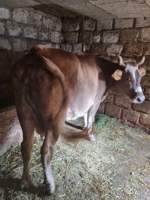 Vaca grasa de vânzare
