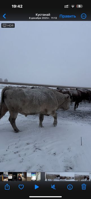 Продам быка на племя
