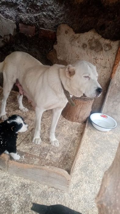 Щенки аллабайчики