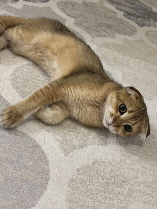 Мысық Скотиш Фолд кошка сатылады