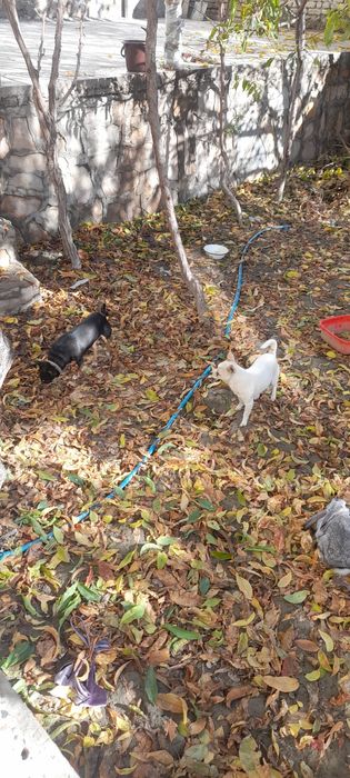 Чихуахуа пародали ит болалари сотилади