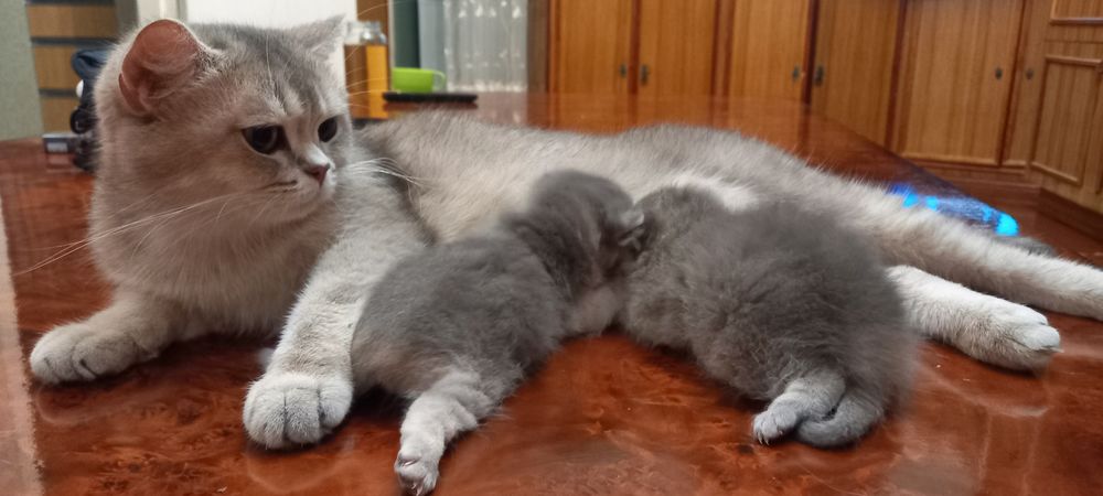 Продается кошка с двумя котятами серебристая шиншила