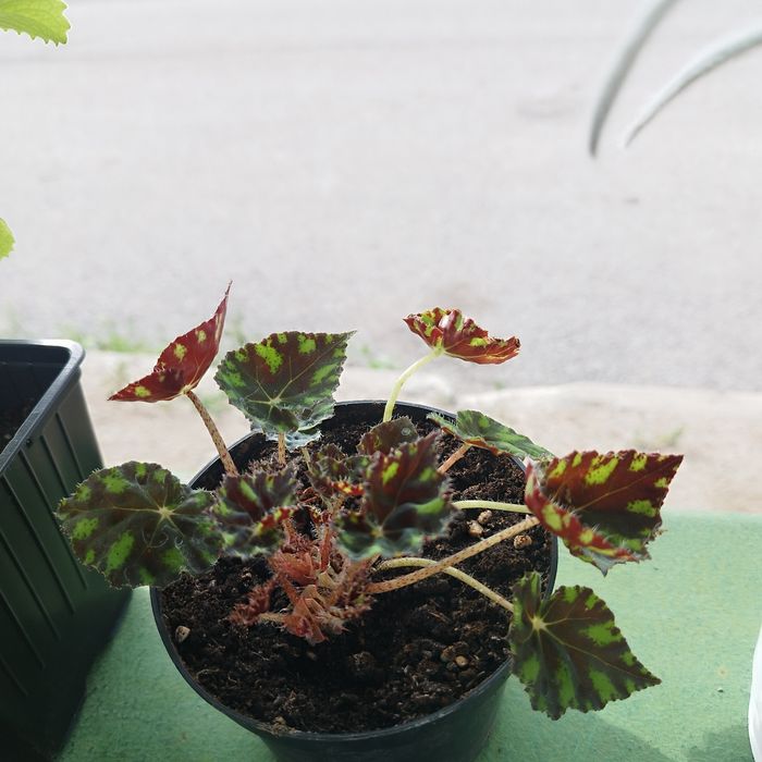 Продам комнатные цветы.