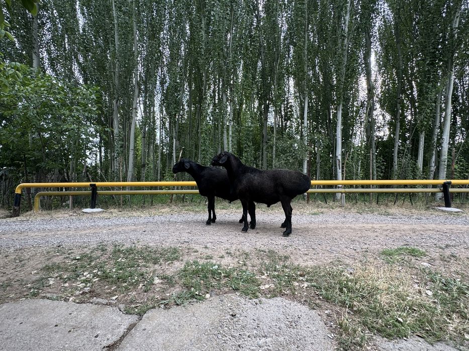 Кочкорла сотилади