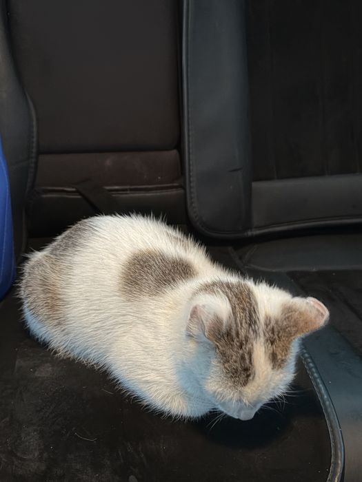Котик 3 мес в добрые руки