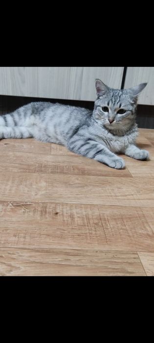 Котёнок ищет дом.