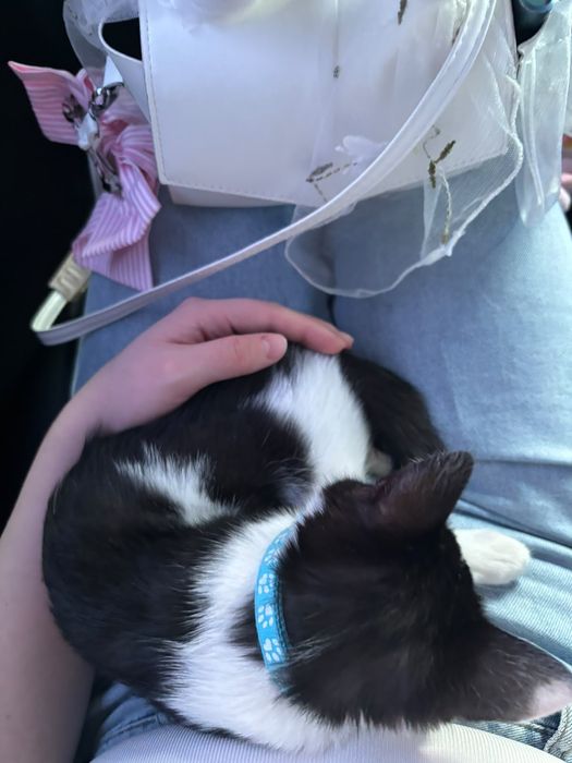 Кот 5 месячний в хороший руки
