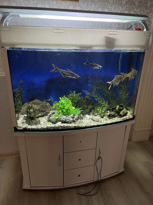 Аквариум