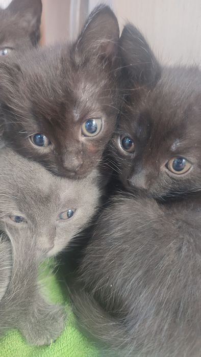 Отдам котят в хорошие руки