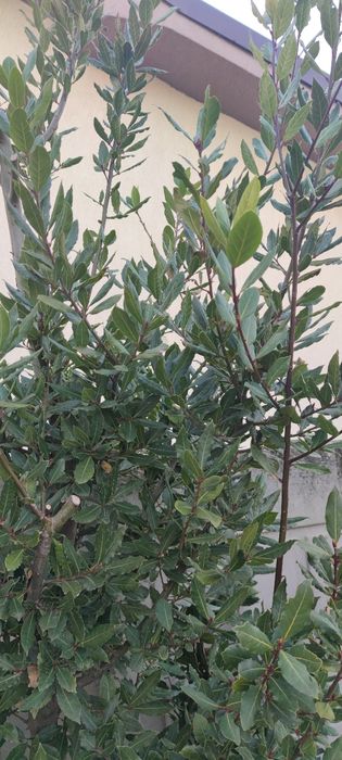 Foi de dafin nesteopit, netratat