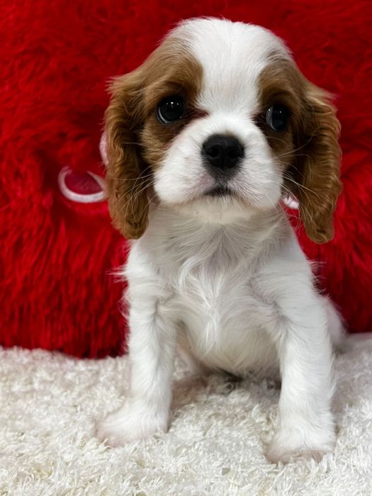 Кавалер кинг чарльз спаниель