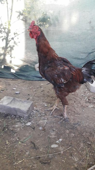 Хуроз сотилади 150 мингдан