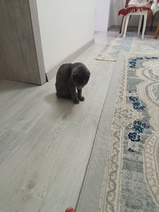 Акылды Еркек мысык