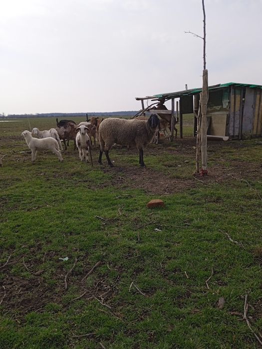 Două țigăi sârbești și o carabașă foarte mare gestanta