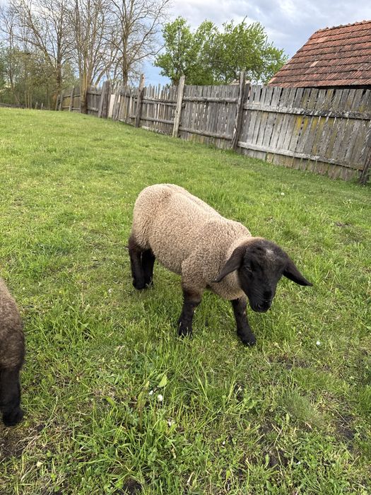 Berbecuti suffolk