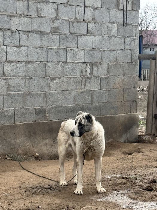 Алабай ит сатылады