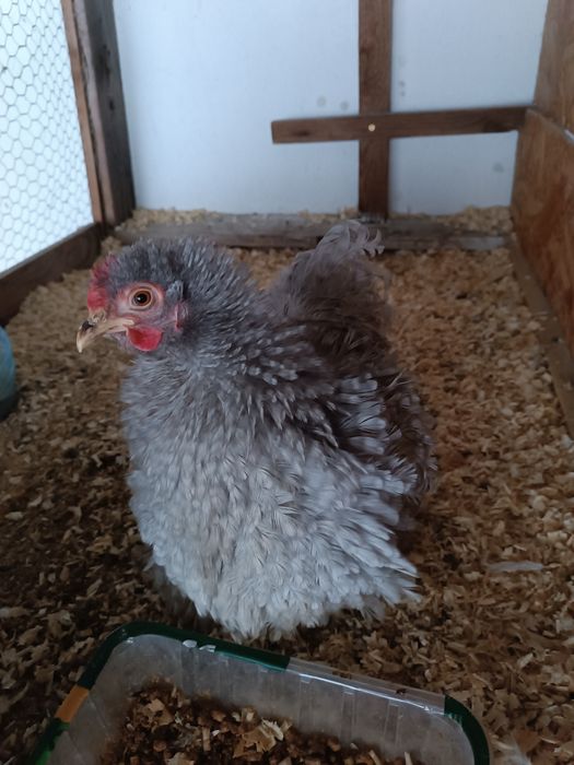 Cochinchina lavanda pitic (pereche)