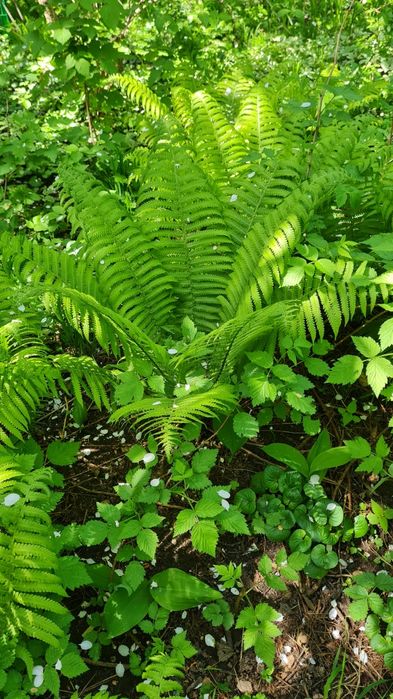 Продам папоротник