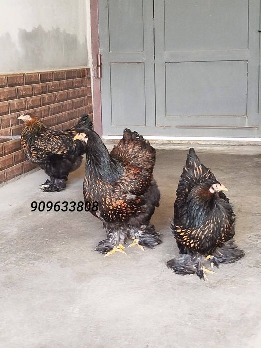 BRAMA Zolota tovuq 450000donasi