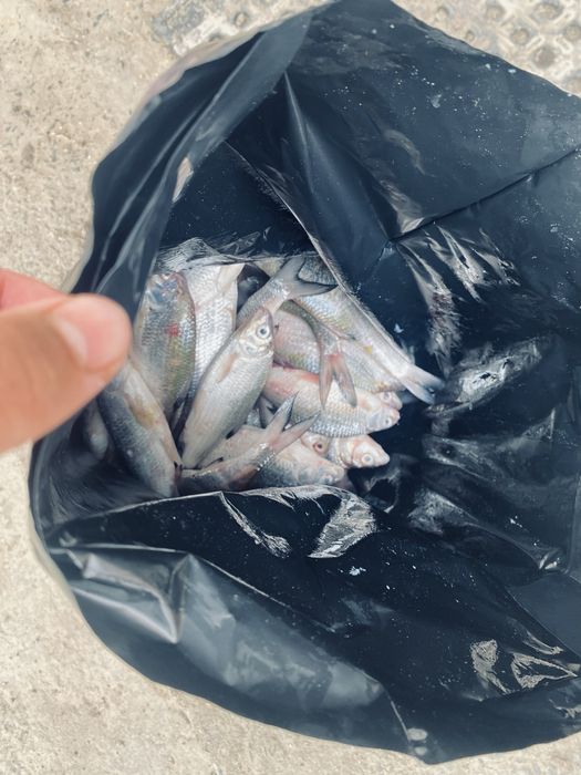 вобла балығы (тыран)