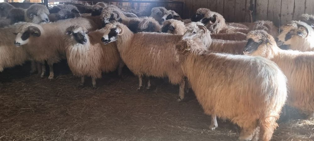 20 Oi breze de vânzare și pe ales