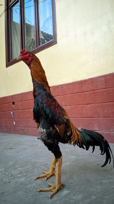 Майский дакан шоже