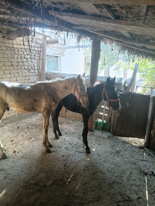 Жабағы сатылады ірі