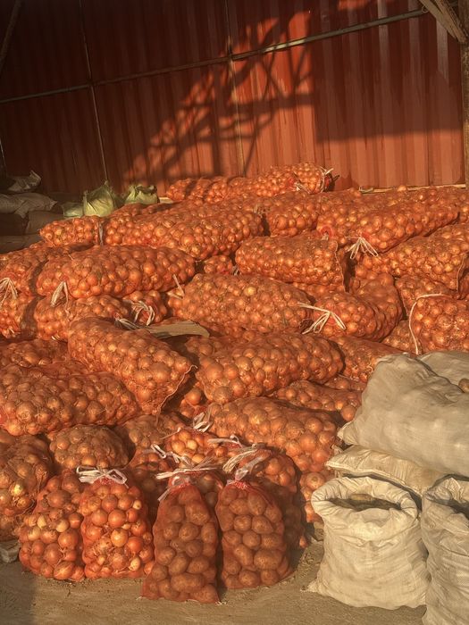 Jizzax piyoz 30kg qopda