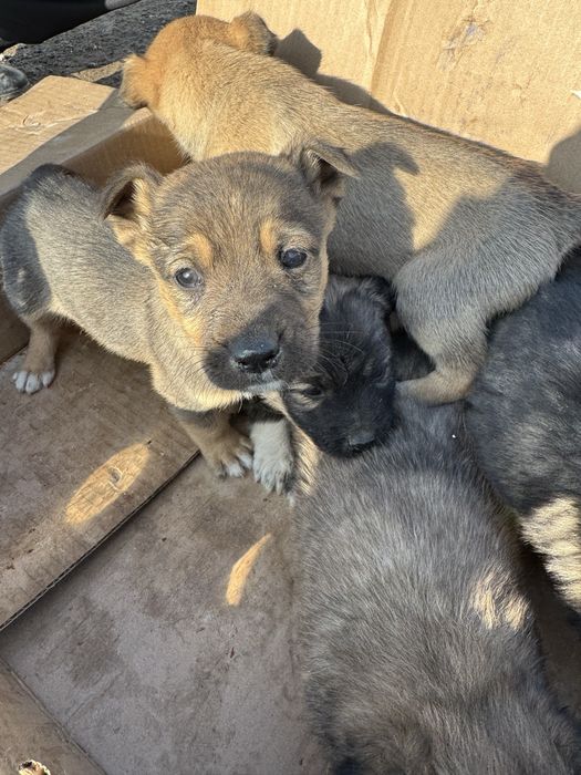 Щенята в хорошие руки ДАРОМ