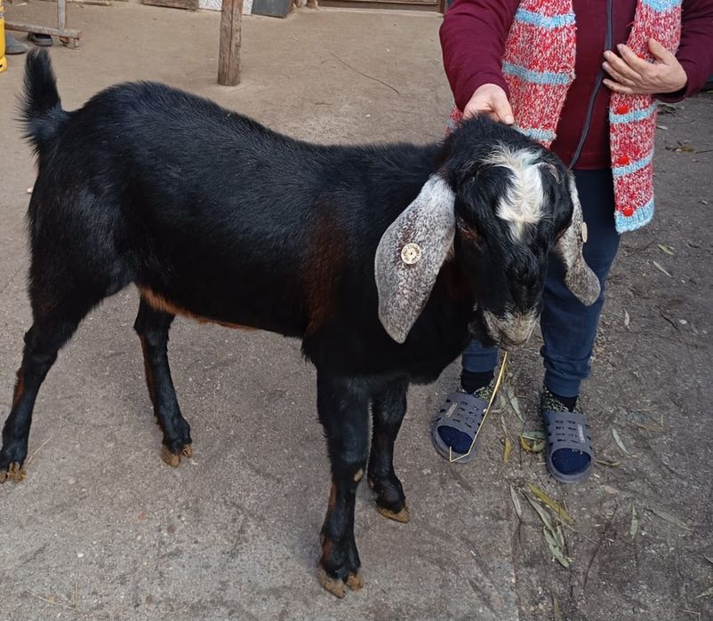 Vand tap anglo-nubian