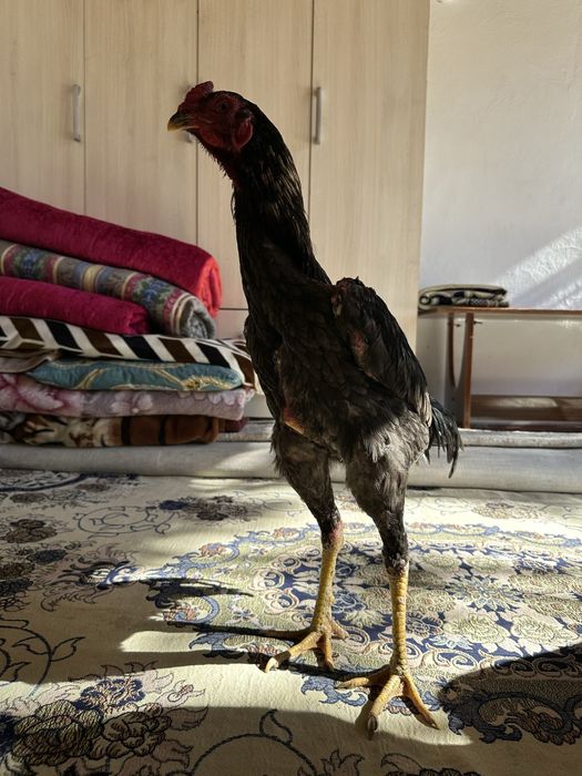 Пепельный Дакан