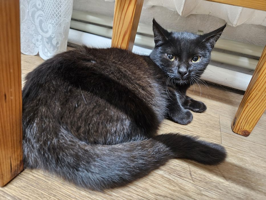 Кошки мышеловки и кот