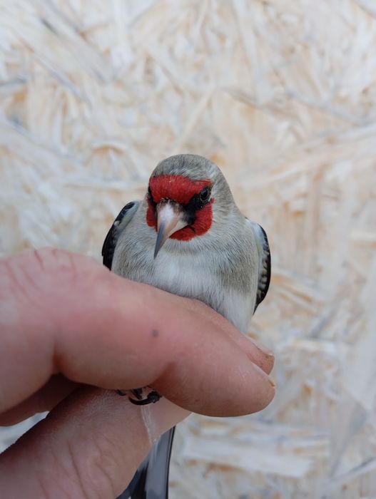 Продам выдержанную птицу