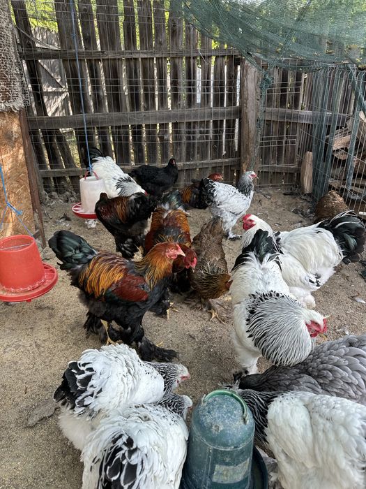 Cocosi brahma potarnichiu si herminat deschis