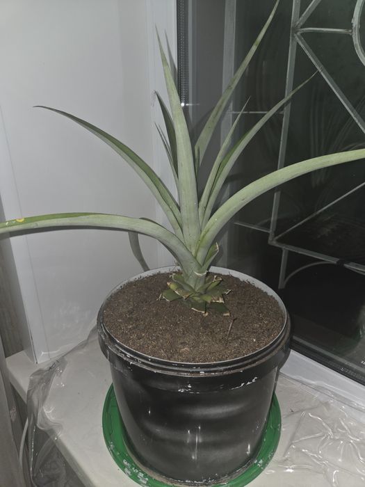 Продам ананас в горшке