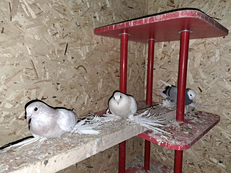 Кептер Құс Голуби