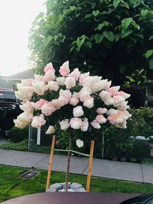 Hortensi de Tip Pomișor