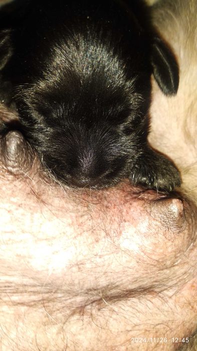 Продаются щенки цвергшнауцера.