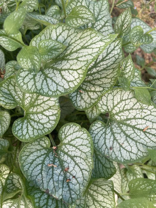 Продам морозник, садовые многолетние цветы