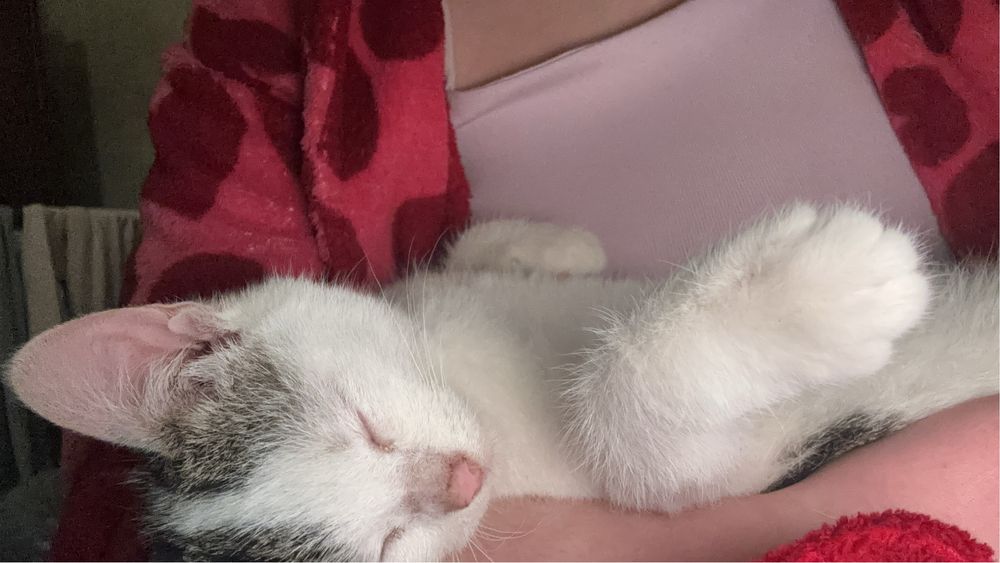 Dau 2 pisicute spre adoptie, din pacate nu mai am unde sa le țin