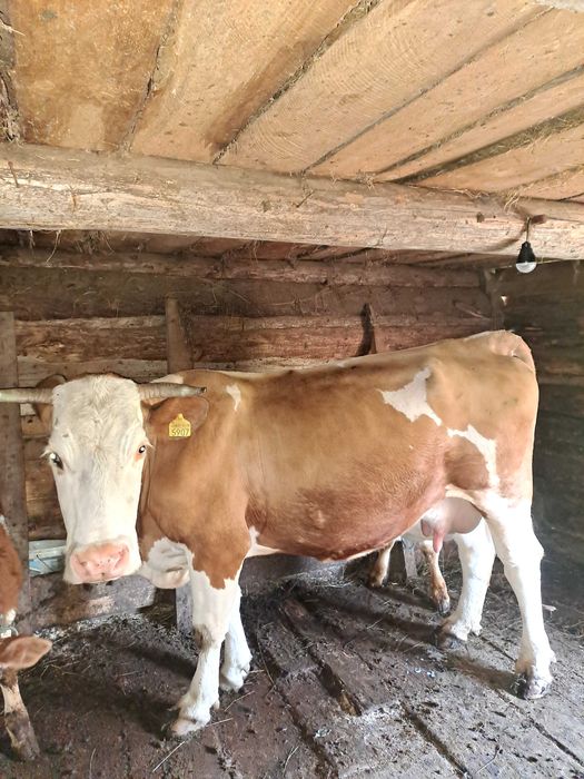 Vaca de 8 ani cu vitel